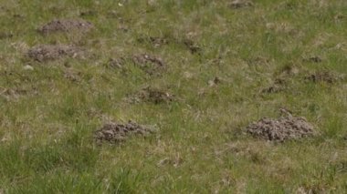 Spring Meadow 'daki köstebek tepeleri. Yüksek kalite 4k görüntü