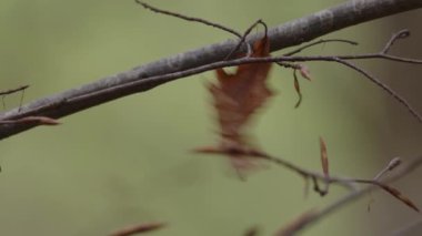 Aspen yaprağı dalda çok hızlı hareket ediyor. Yüksek kalite 4k görüntü