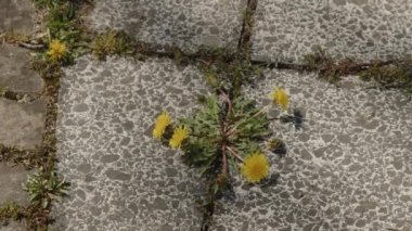 İnek çiçeği açan gri kiremitler. Yüksek kalite 4k görüntü