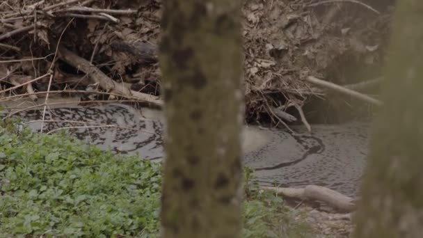 Agua Contaminada Con Espuma Estanque Del Río Del Bosque Imágenes — Vídeos de Stock