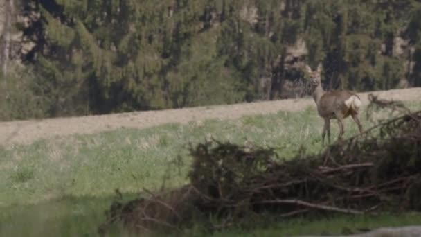 Ciervos Mirando Escapando Bosque Imágenes Alta Calidad — Vídeos de Stock