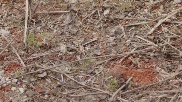 Ξύλινα Μυρμήγκια Σέρνονται Στο Δάσος Υψηλής Ποιότητας Πλάνα — Αρχείο Βίντεο