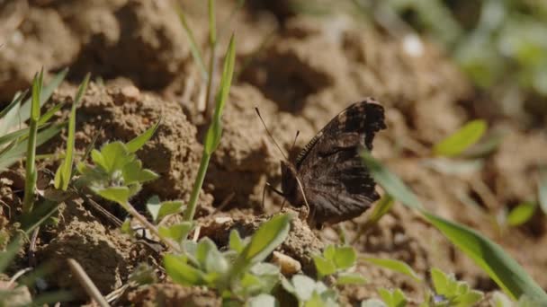 Tarım Alanında Oturan Tavuskuşu Kelebeği Yüksek Kalite Görüntü — Stok video