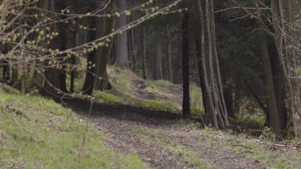 Waldwege Und Morast Wald Hochwertiges Filmmaterial — Stockvideo