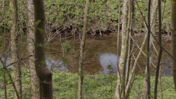 Тихая Река Лесу Текущая Весной Возле Луга Высококачественные Кадры — стоковое видео