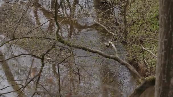Успокаивающая Речная Вода Текущая Лесу Высококачественные Кадры — стоковое видео