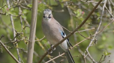 Jay Bird baharda ağaçta oturuyor. Yüksek kalite 4k görüntü