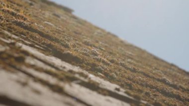 Yosun yetişen çatı kiremitleri. Yüksek kalite 4k görüntü