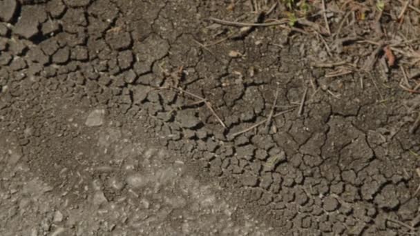 Tierra Seca Después Una Larga Sequía Imágenes Alta Calidad — Vídeos de Stock