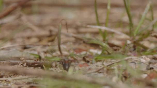 Ξύλινα Μυρμήγκια Σέρνονται Στο Δάσος Υψηλής Ποιότητας Πλάνα — Αρχείο Βίντεο