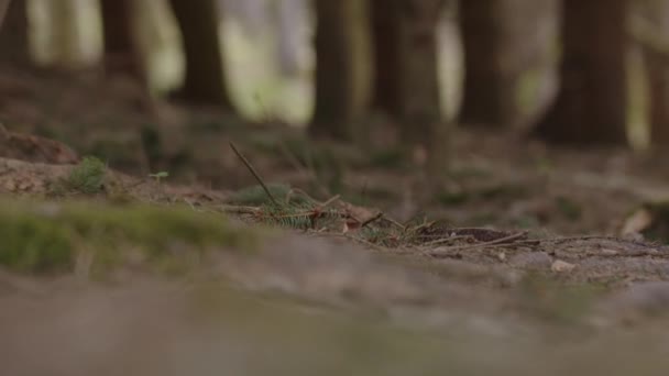Waldboden Mit Moos Und Baumstämmen Hochwertiges Filmmaterial — Stockvideo