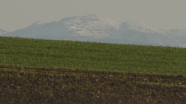 Pola Rolnicze Śnieżnym Wierzchołkiem Startującymi Wronami Wysokiej Jakości Materiał — Wideo stockowe