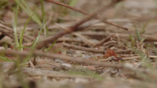 Hormigas Madera Arrastrándose Camino Bosque Imágenes Alta Calidad — Vídeos de Stock