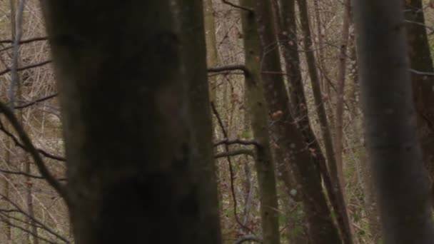 Поперек Бука Лесу Высококачественные Кадры — стоковое видео