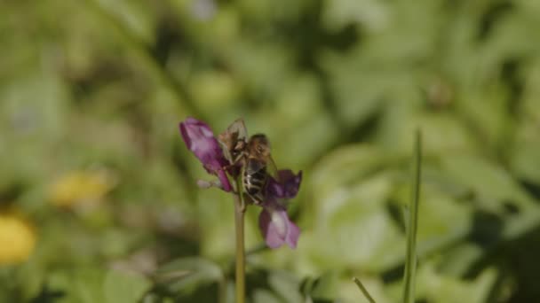 Abeille Boire Nectar Fleur Printemps Images Haute Qualité — Video