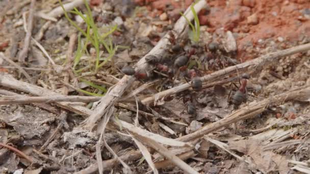 Tahta Karıncalar Ölü Arı Taşıyor Yüksek Kalite Görüntü — Stok video