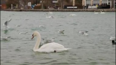 Attersee Gölü 'nde beyaz kuğularla besleniyorlar. Yüksek kalite 4k görüntü