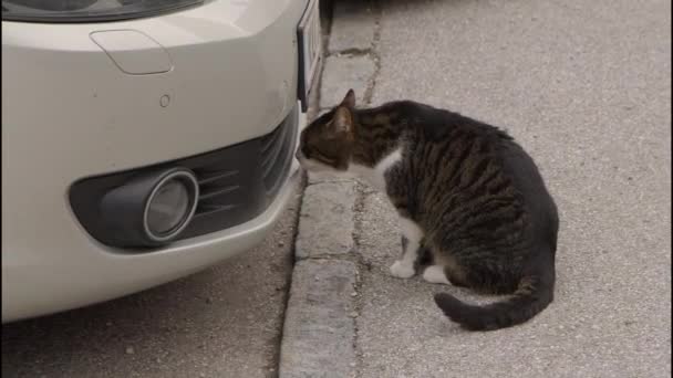 Kot Wąchający Przed Samochodem Wysokiej Jakości Materiał — Wideo stockowe