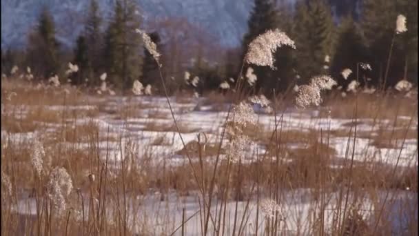 Тростниковый Пояс Замёрзшем Озере Альмзе Зимой Высококачественные Кадры — стоковое видео