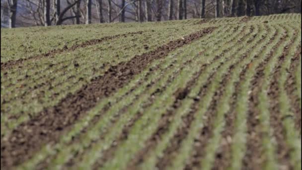 Tarım Tarlasında Bir Sıra Genç Buğday Bitkisi Yüksek Kalite Görüntü — Stok video