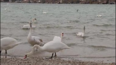 Attersee Gölü 'nde beyaz kuğularla besleniyorlar. Yüksek kalite 4k görüntü