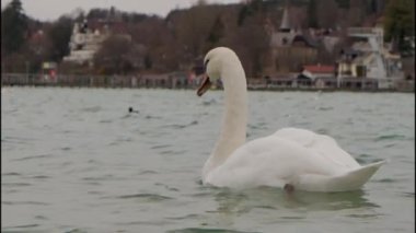Attersee Gölü 'nde Klimt Villa ile ağır çekimde kuğu. Yüksek kalite 4k görüntü