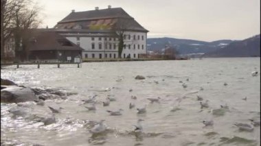 Yukarı Avusturya 'daki Attersee Gölü' ndeki Schloss Kammer 'a park et. Yüksek kalite 4k görüntü