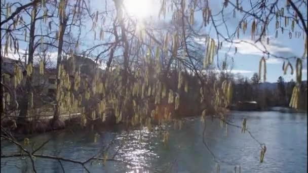 Potoková Louka Stromy Poblíž Řeky Ager Vysoce Kvalitní Záběry — Stock video