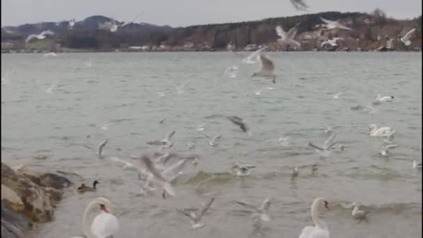 Γλάροι Ξεκινούν Και Πετούν Αργή Κίνηση Στη Λίμνη Άτερσι Υψηλής — Αρχείο Βίντεο