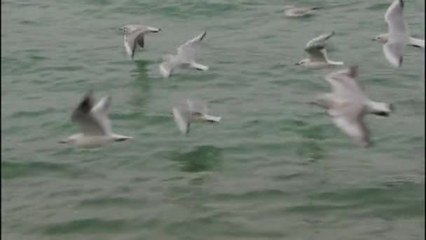 Attersee Gölü Nde Martılar Yavaş Çekimde Hareket Ediyor Uçuyor Yüksek — Stok video
