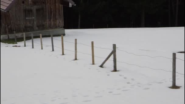 Κομμάτια Χιόνι Φράχτη Βοσκότοπων Και Ξύλινο Αχυρώνα Αλπικό Λόφο Χειμώνα — Αρχείο Βίντεο
