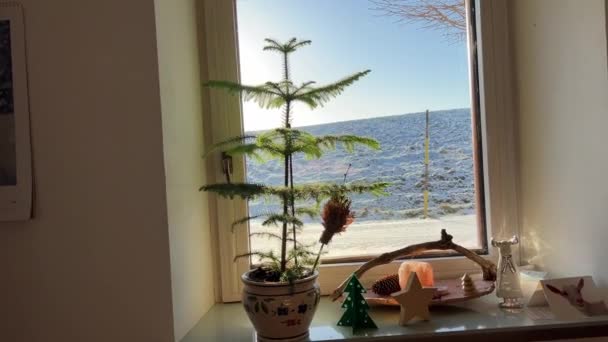 冬の日差しの中の窓辺のモミの木 高品質4K映像 — ストック動画