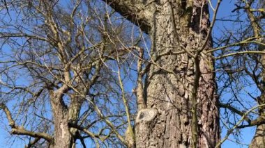 Armut kabuğu ve tarım tarlası. Yüksek kalite 4k görüntü