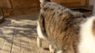Kedi güneşin altında terasta kaşınıyor. Yüksek kalite 4k görüntü