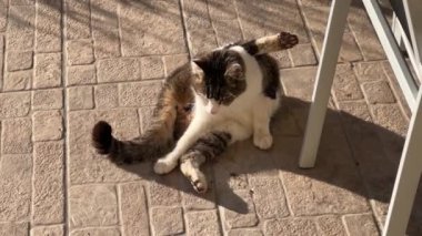 Kedi güneşin altında terasta kaşınıyor. Yüksek kalite 4k görüntü
