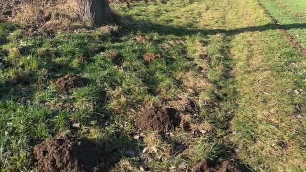 Çayırda Bir Sürü Köstebek Yuvası Var Yüksek Kalite Görüntü — Stok video