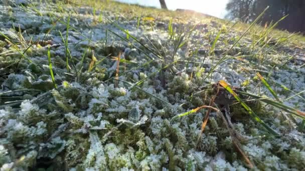 苔や草原の霜です 高品質4K映像 — ストック動画