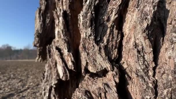 Деревна Кора Груші Сільськогосподарського Поля Високоякісні Кадри — стокове відео