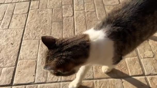 Kot Drapanie Tarasie Słońcu Wysokiej Jakości Materiał — Wideo stockowe