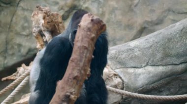 Goril, goril balisindeki ağaç dalını yiyor. Yüksek kalite 4k görüntü