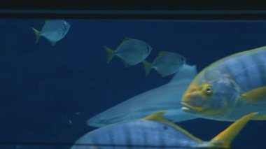 Hayvanat bahçesi akvaryumunda renkli mercan balığı. Yüksek kalite 4k görüntü