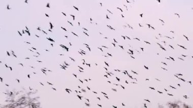 Gök yüzünde göç eden kuş sürüsü. Yüksek kalite 4k görüntü