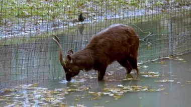 Hayvanat bahçesindeki sakallı yeşil ejderhalar. Yüksek kalite 4k görüntü