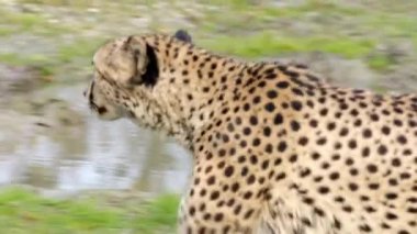 Çita hayvanat bahçesinde dolaşıyor. Yüksek kalite 4k görüntü