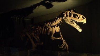 Hayvanat bahçesindeki Tyrannosaurus Rex 'in iskeleti. Yüksek kalite 4k görüntü