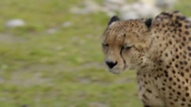 Çita hayvanat bahçesinde dolaşıyor. Yüksek kalite 4k görüntü