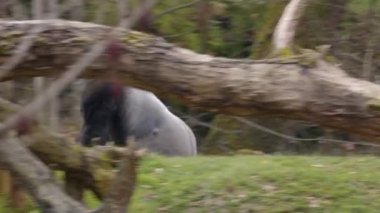 Erkek goril havuç toplayıp yiyor. Yüksek kalite 4k görüntü
