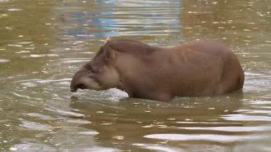 Tapir hayvanat bahçesinde. Yüksek kalite 4k görüntü