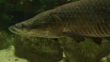 Hayvanat bahçesindeki akvaryumda yayın balığı. Yüksek kalite 4k görüntü