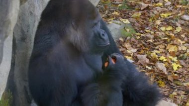Erkek goril havuç toplayıp yiyor. Yüksek kalite 4k görüntü